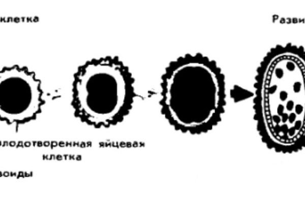 Ссылка кракен